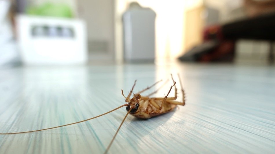 how-to-control-pests-in-your-home