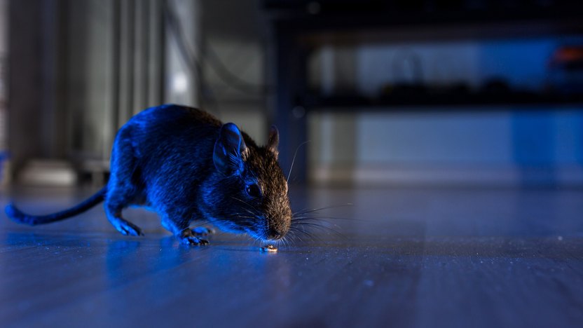 How To Safeguard Your Home from Rats